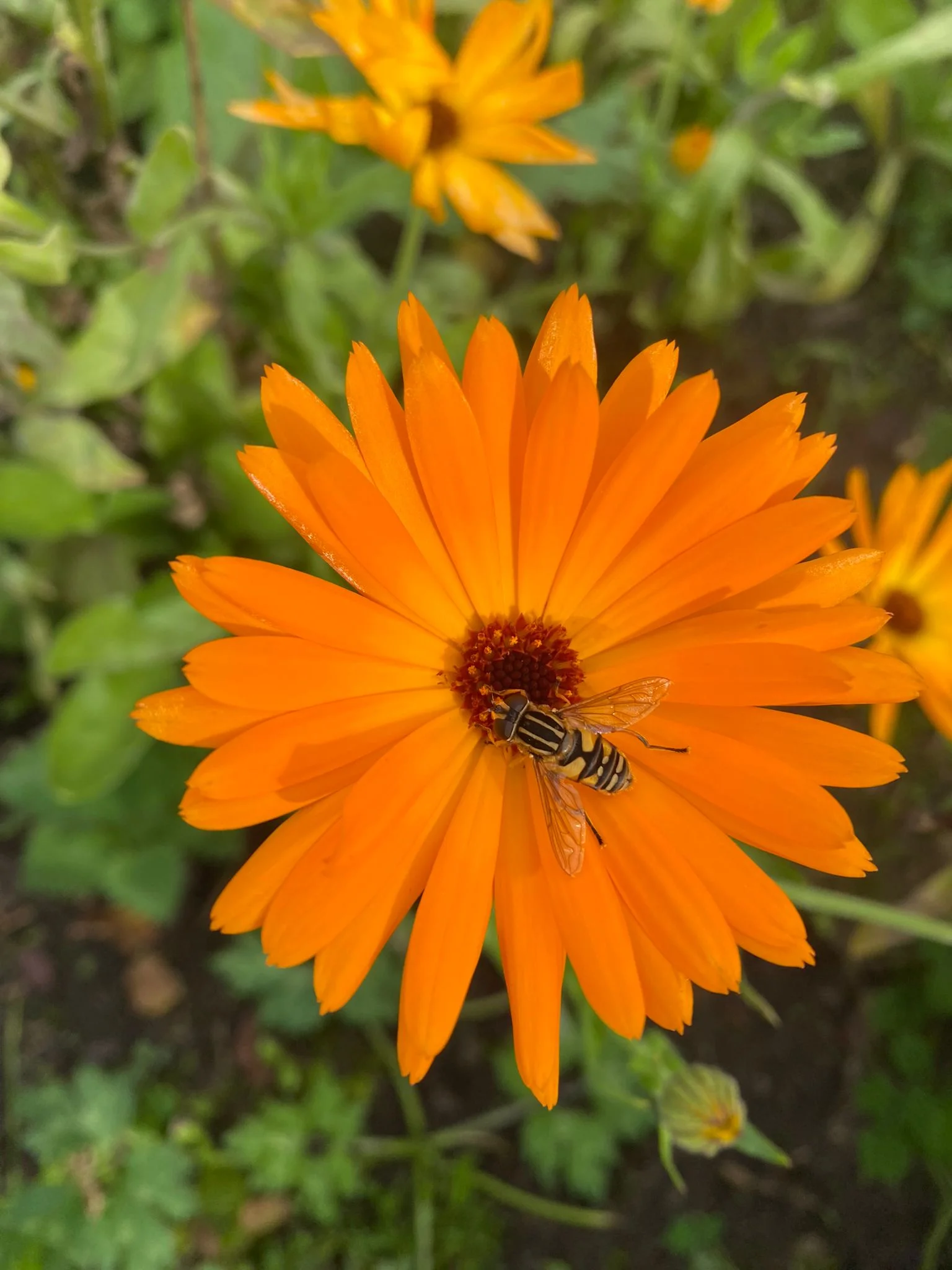 Oranje goudsbloem met een zweefvlieg