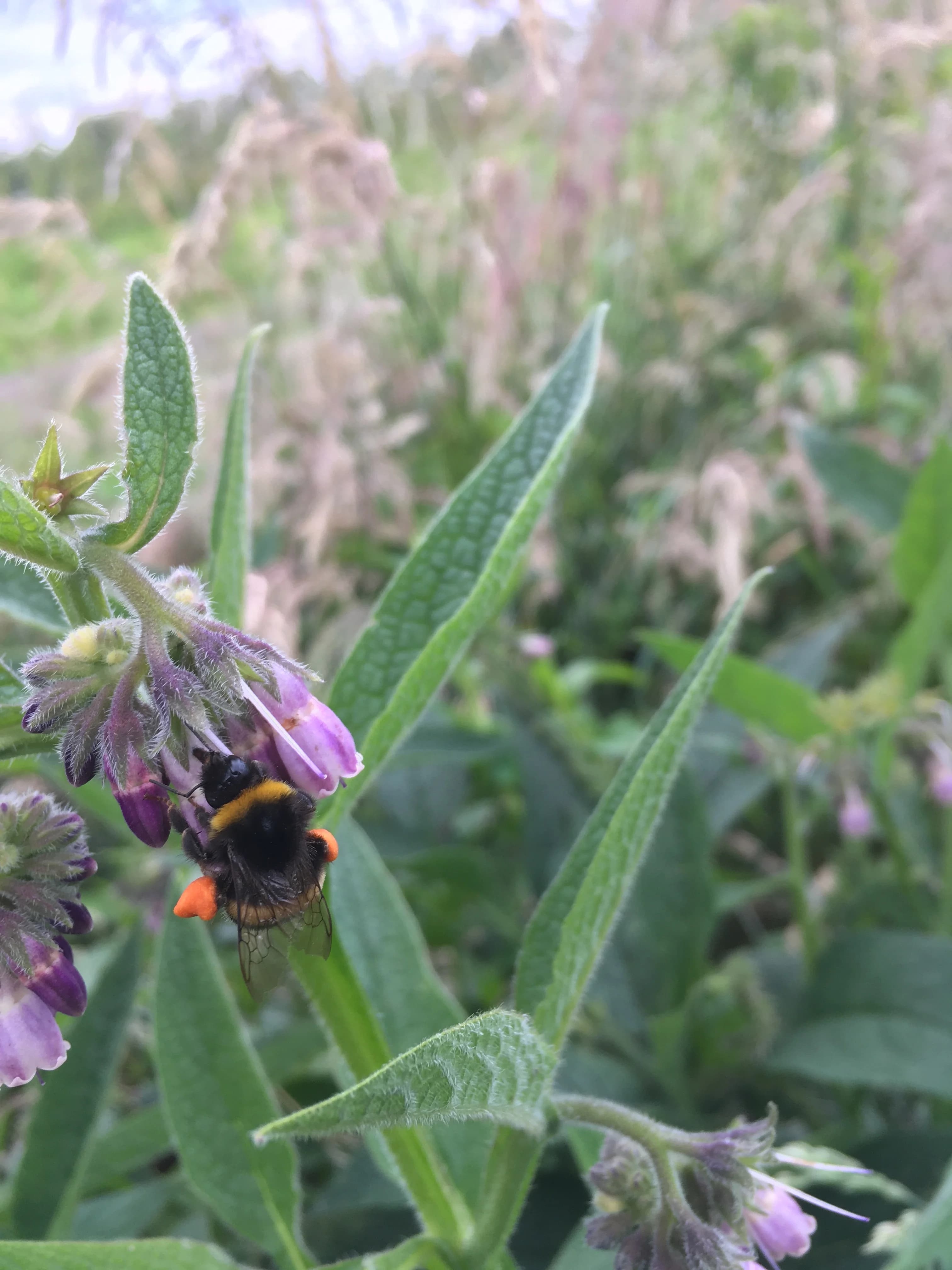 Hommel op een paarse bloem