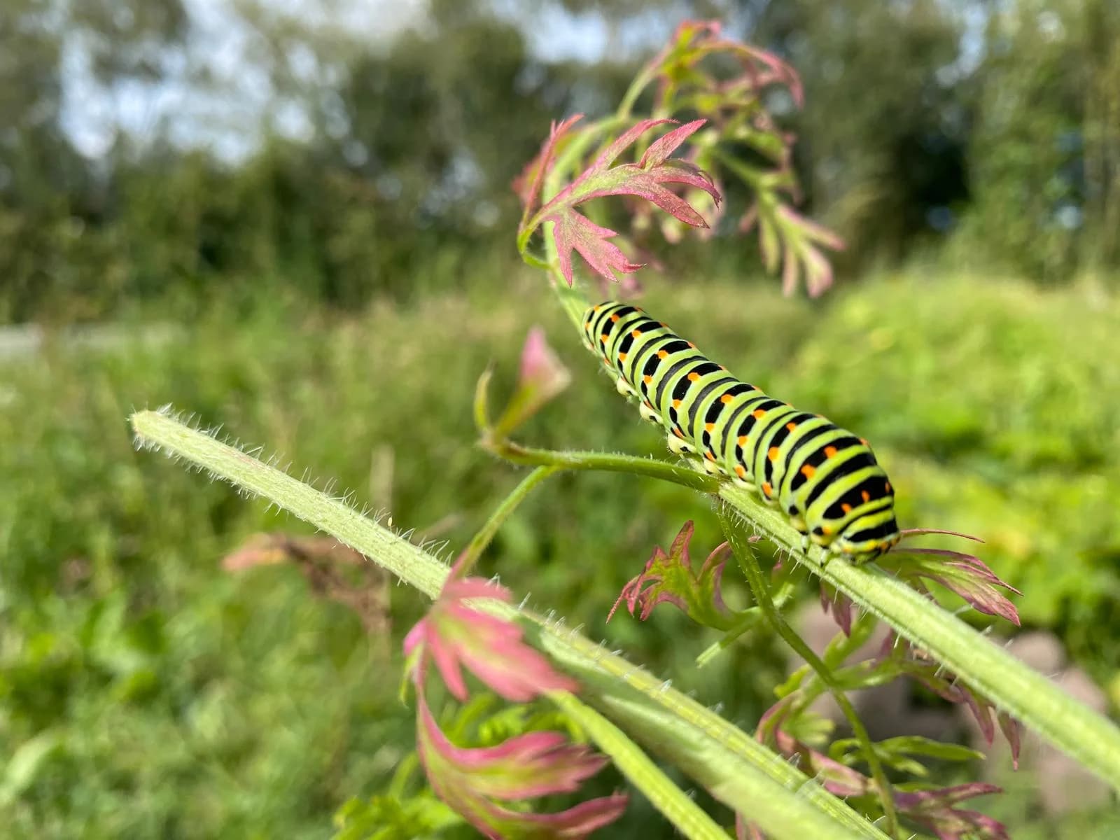 Rups van de koninginnepage op een bloemstengel