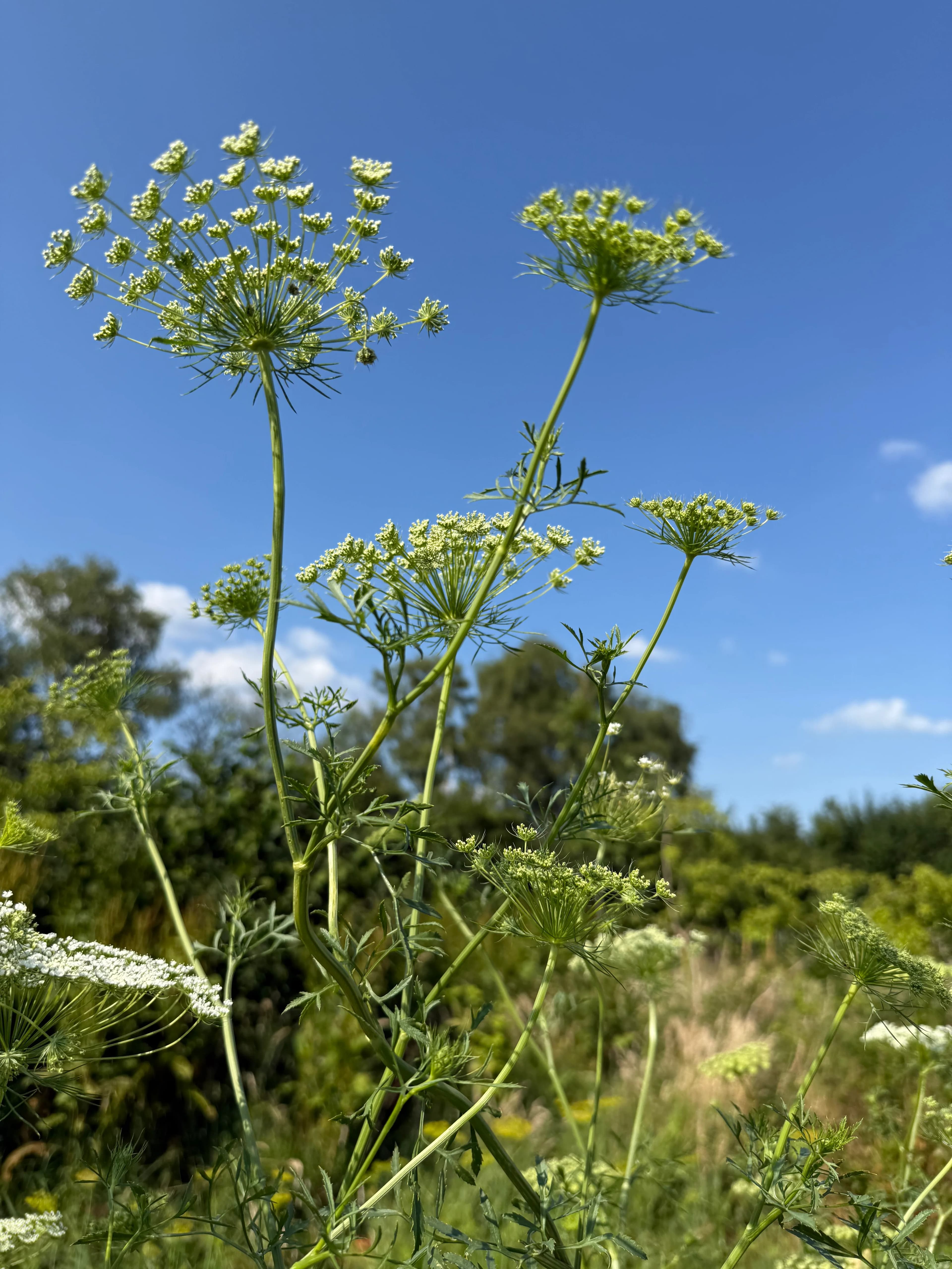 Ammi-bloemen tegen een blauwe lucht