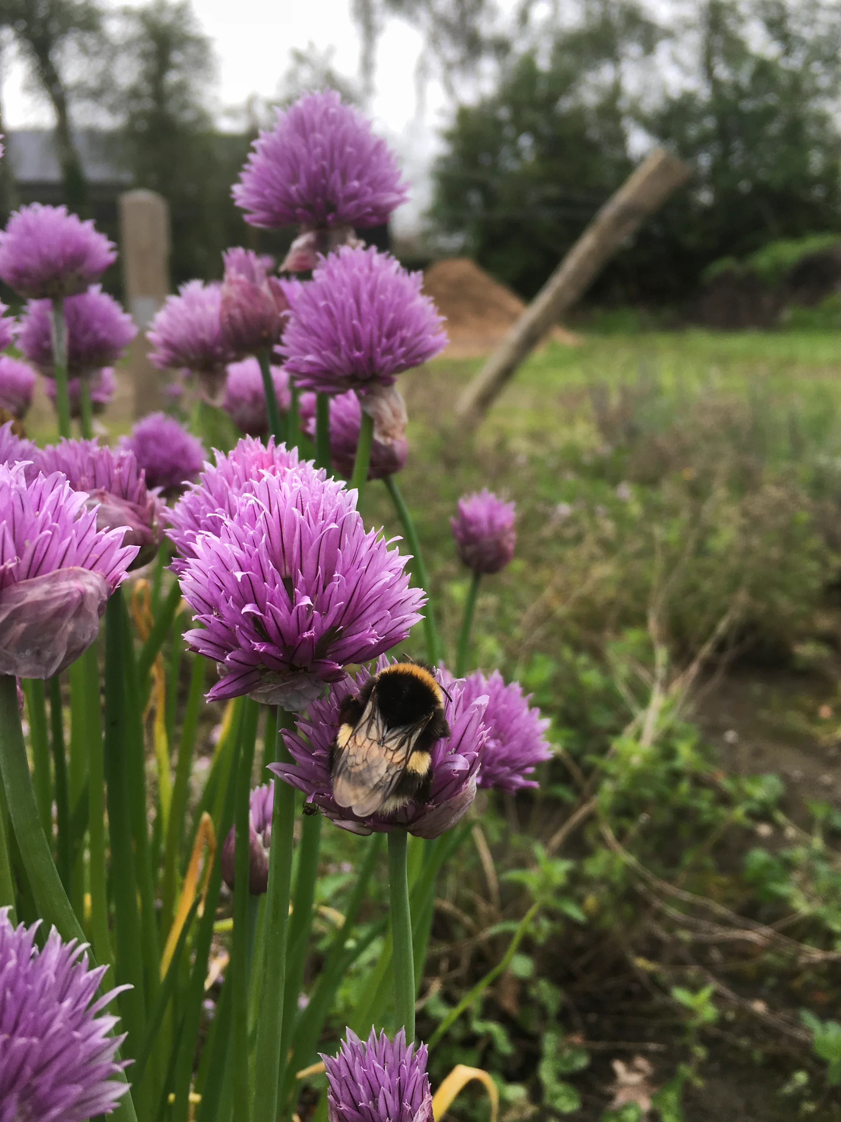 Paarse bieslookbloemen met een hommel