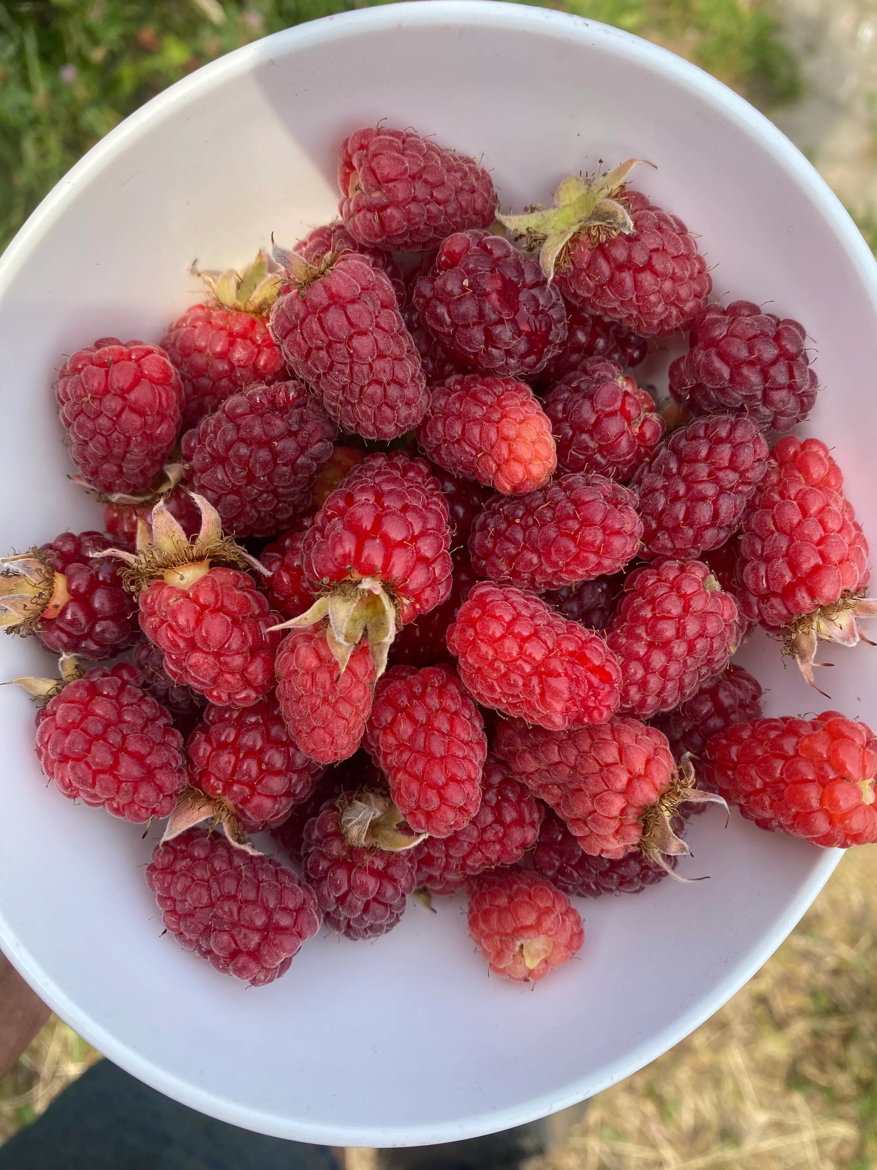 Witte schaal vol verse rode frambozen, vers van de tuin