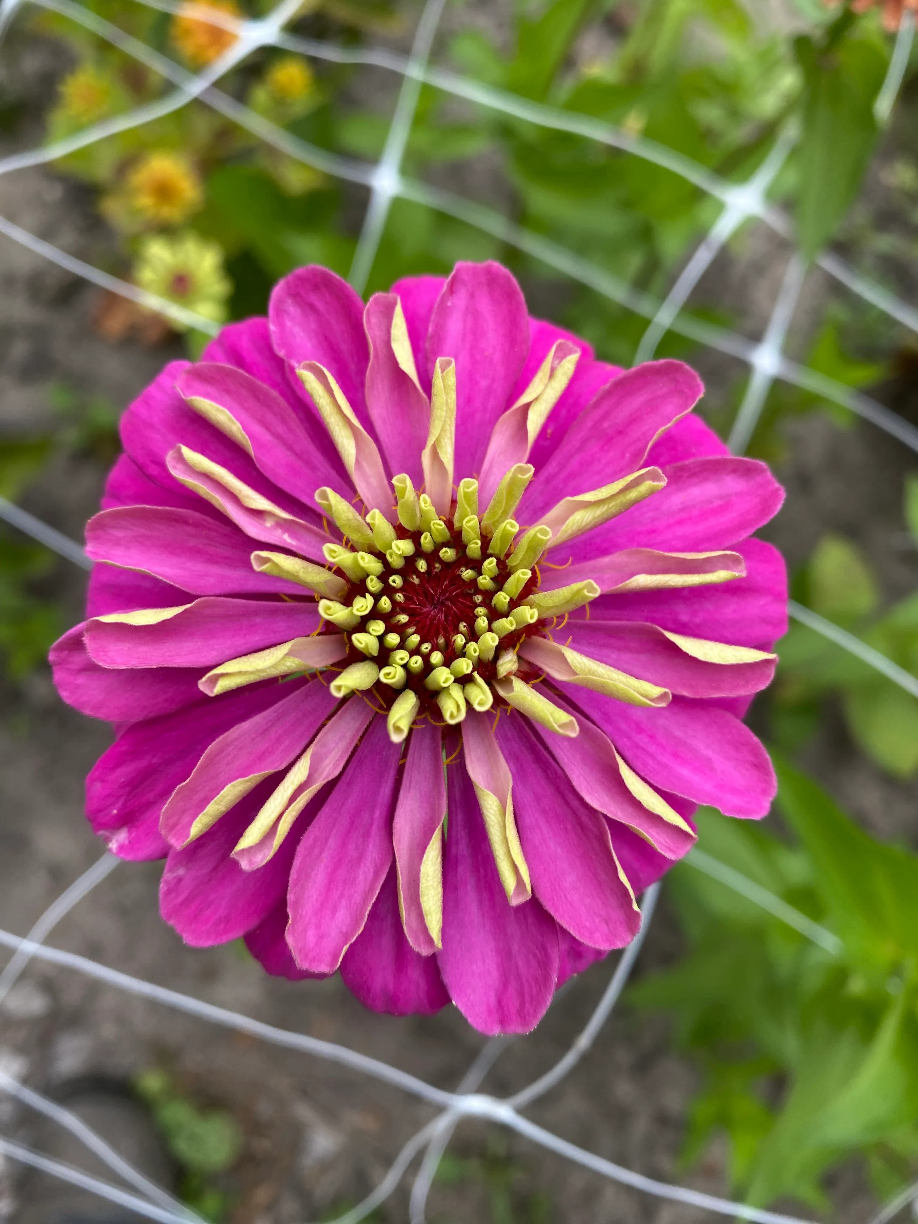 Roze zinnia met gele meeldraden in close-up